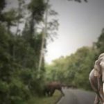 Khao Yai Nationalpark warnt vor wilden Elefanten