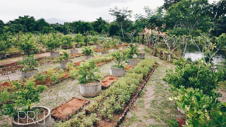 PRU in Phuket: Die meisten ZUtaten stammen aus dem eigenen Bio Anbau