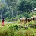 Ländliche Umgebung in Nord-Thailand