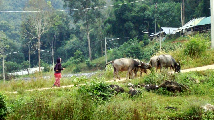 Ländliche Umgebung in Nord-Thailand