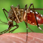 Dengue-Fieber Ausbruch in Thailand