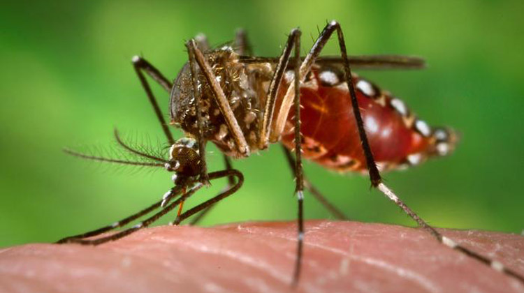 Aedes_aegypti ägyptische Tigermücke beim Blutsaugen - Gefahr von Dengue Fieber wächst