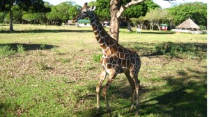 Calauit Wildlife Sanctuary im Nordwesten der Insel