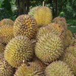 Durian Früchte