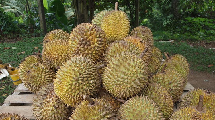 Durian Früchte