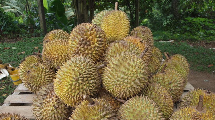 Durian Früchte aus Thailand