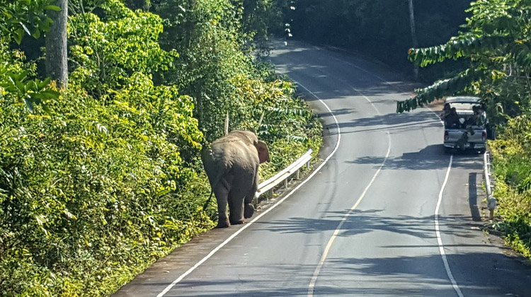 Khao Yai-Nationalpark - Verkannte Orte in Thailand, die man besuchen sollte