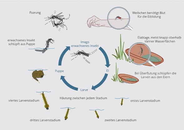 Lebenszyklus der Asiatischen Tigermücke (Stegomyia albopicta)