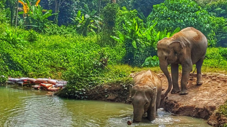Aktivitäten in Phuket: Elefantenschutzgebiet Elephant Sanctuary