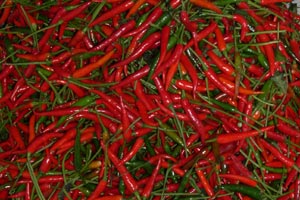 Roter Chilli