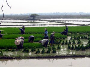 Altersruhesitz in Thailand - Arbeit auf dem Reisfeld im Isaan