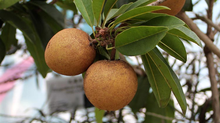 Sapodilla