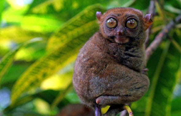 Tarsier von Bohol