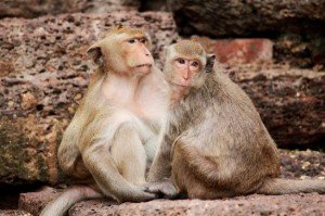 Affen in Lopburi