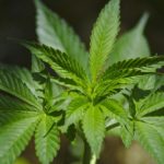 Thais dürfen bald Cannabis zu Hause anbauen