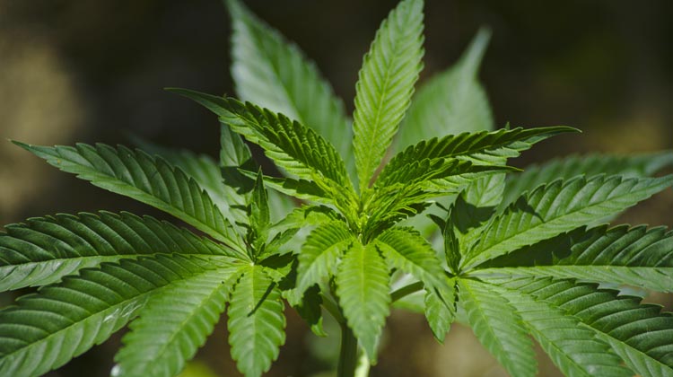Cannabis soll stärker für medizinische Zwecke genutzt werden dürfen