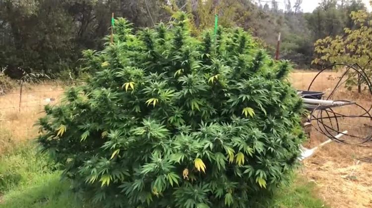 Cannabis Planzen