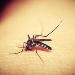 Jetzt breitet sich Dengue-Fieber in ganz Südostasien aus