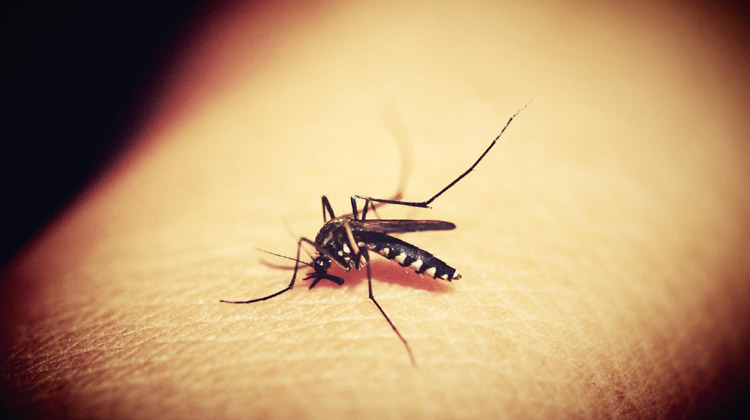 Jetzt breitet sich das Dengue-Fieber in ganz Südostasien aus