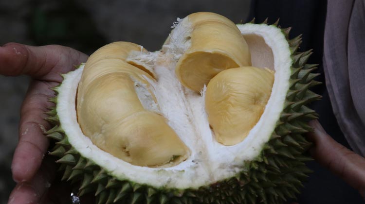 Fünf beliebte thailändische Früchte und wie man sie öffnet: Durian
