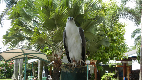 Philippine Eagle