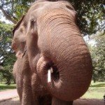 Elefanten in Surin in Nordost-Thailand
