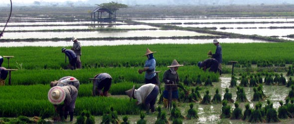 Reisfeld in Nordost-Thailand