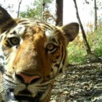 Seltene Aufnahme von Tiger im Kanchanaburi-Nationalpark