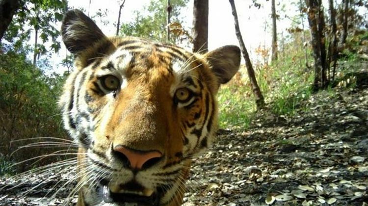 Seltene Aufnahme von Tiger im Khao Laem-Nationalpark in Kanchanaburi