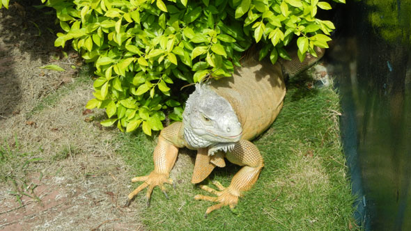 Leguan im Crocodile Park von Davao