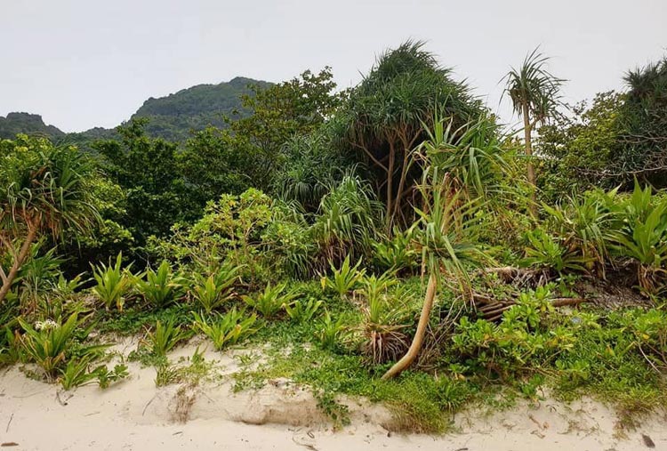 Bewaldung am Strand der Maya Bay