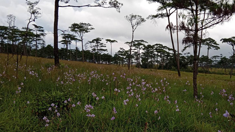 Die fünf besten Nationalparks in Thailand während der Regenzeit: Phu Soi Dao Nationalpark