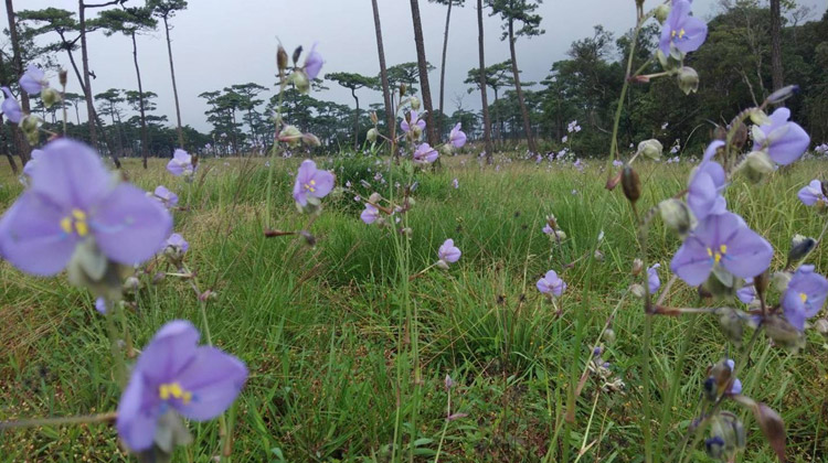 Der Phu Soi Dao Nationalpark während der Regenzeit