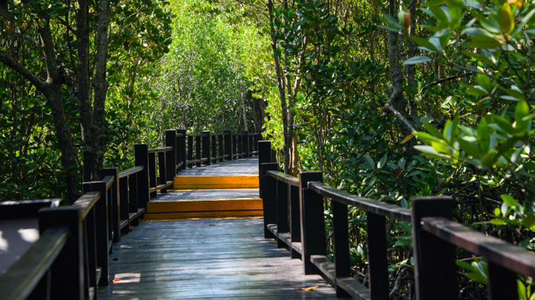 Mangrovenwald im PranBuri Forest Park